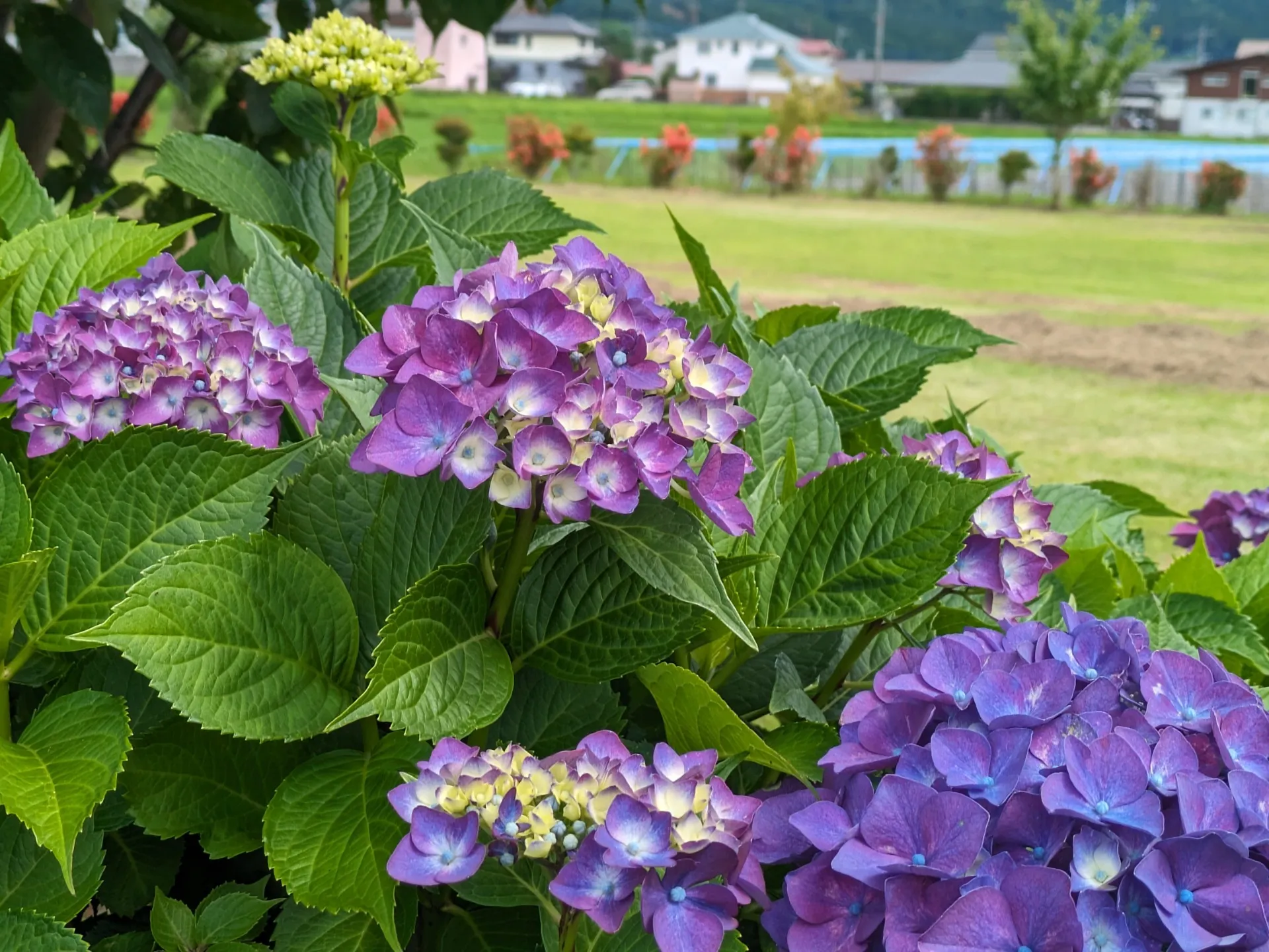 [熊本]紫陽花がカラフルに咲いていますが梅雨のうっとうしさや夏バテはレバコールαで吹き飛ばしましょう❣️