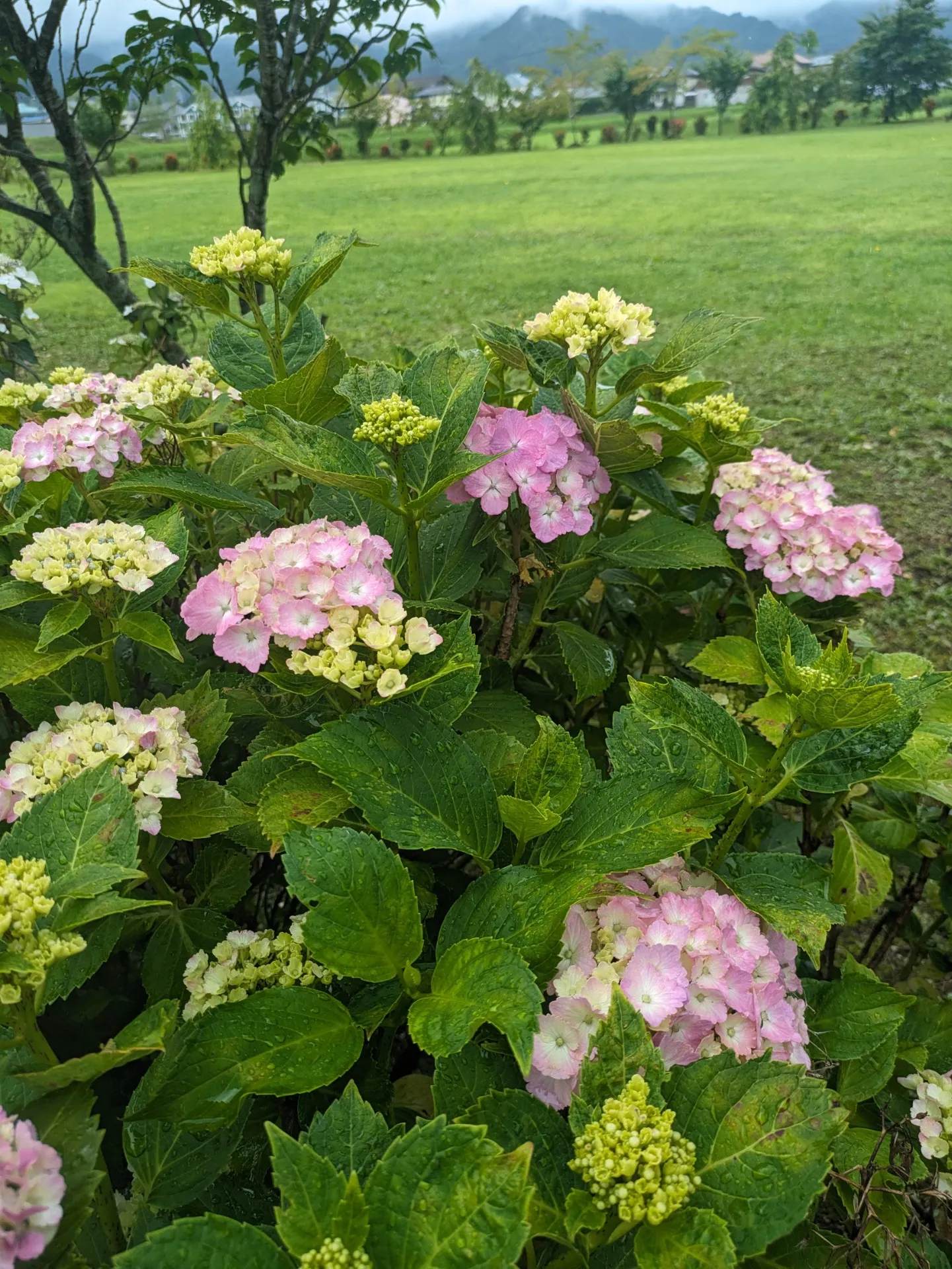 [高森]すっかり梅雨に入りました✨紫陽花の花が生き生きと咲き始めしとしと雨に田んぼの稲は大喜び💓