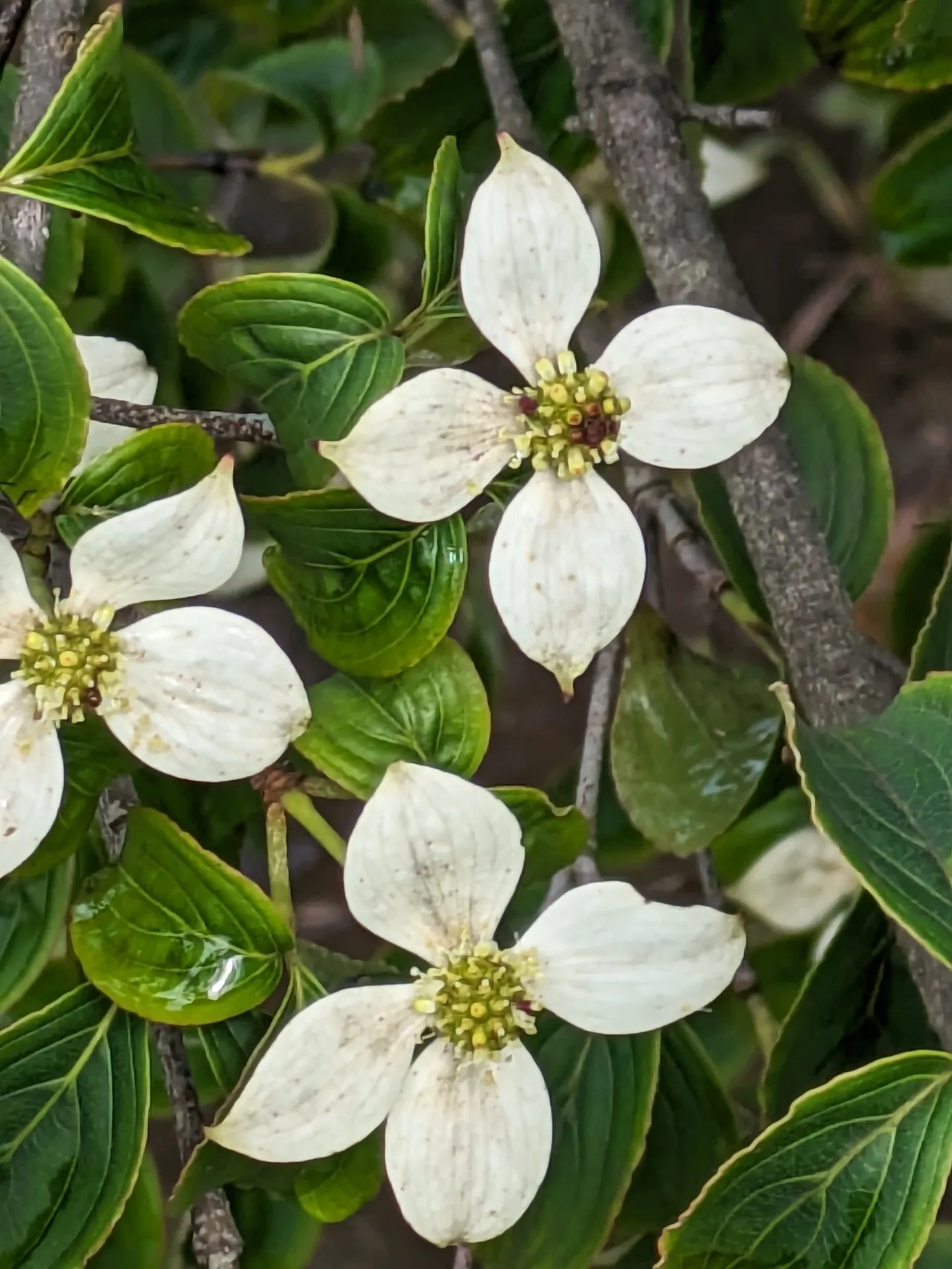 [高森]先日の嵐で耐えきれず倒れたヤマボウシの樹　もちろんすぐに植木屋さんに起こしてもらいましたがお陰で可愛い白いちっちゃな花が真上から見れて良かった💓