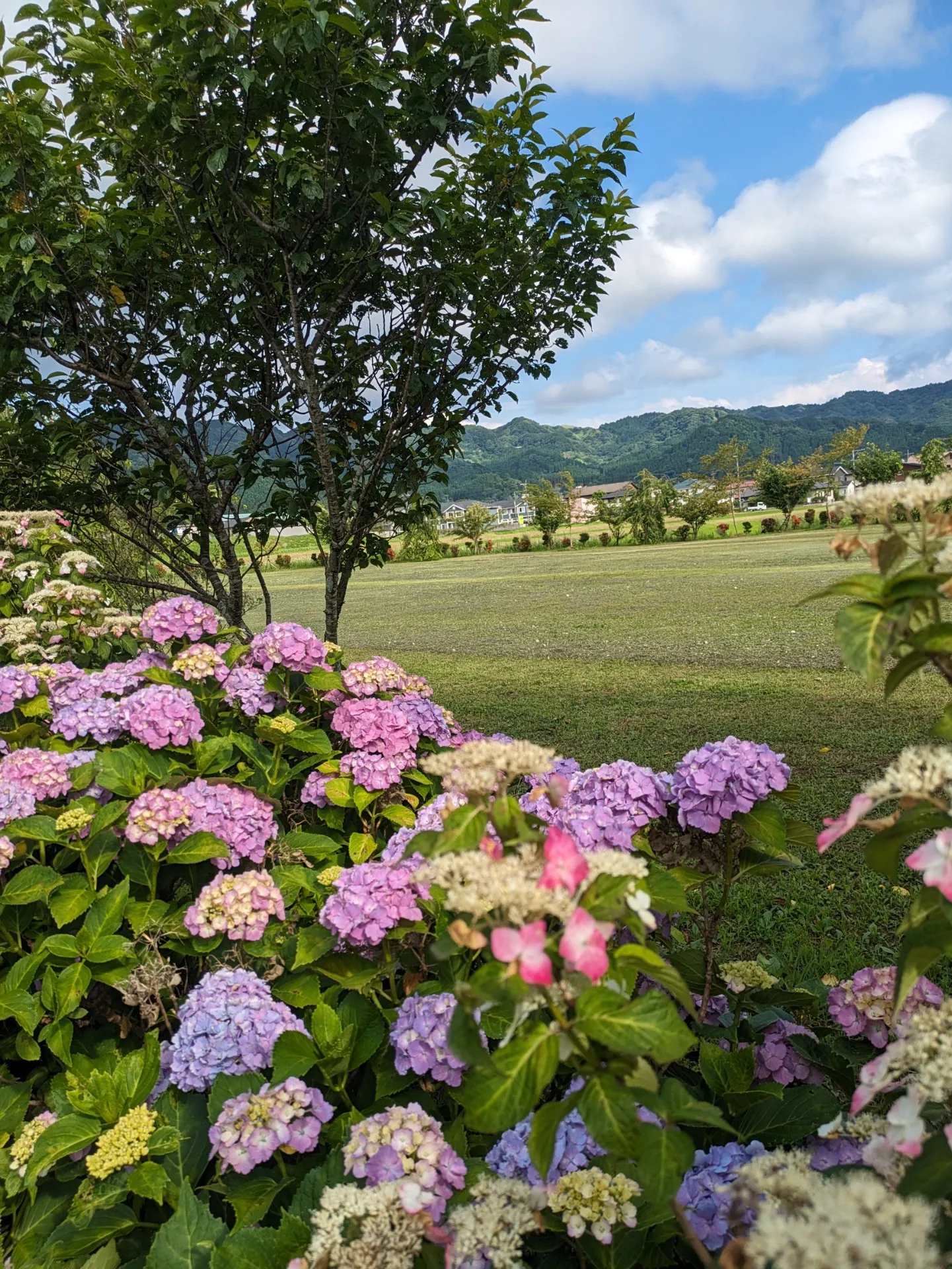 [高森]梅雨らしく紫陽花が鮮やかになりました✨スカシ百合も咲きましたよ💖