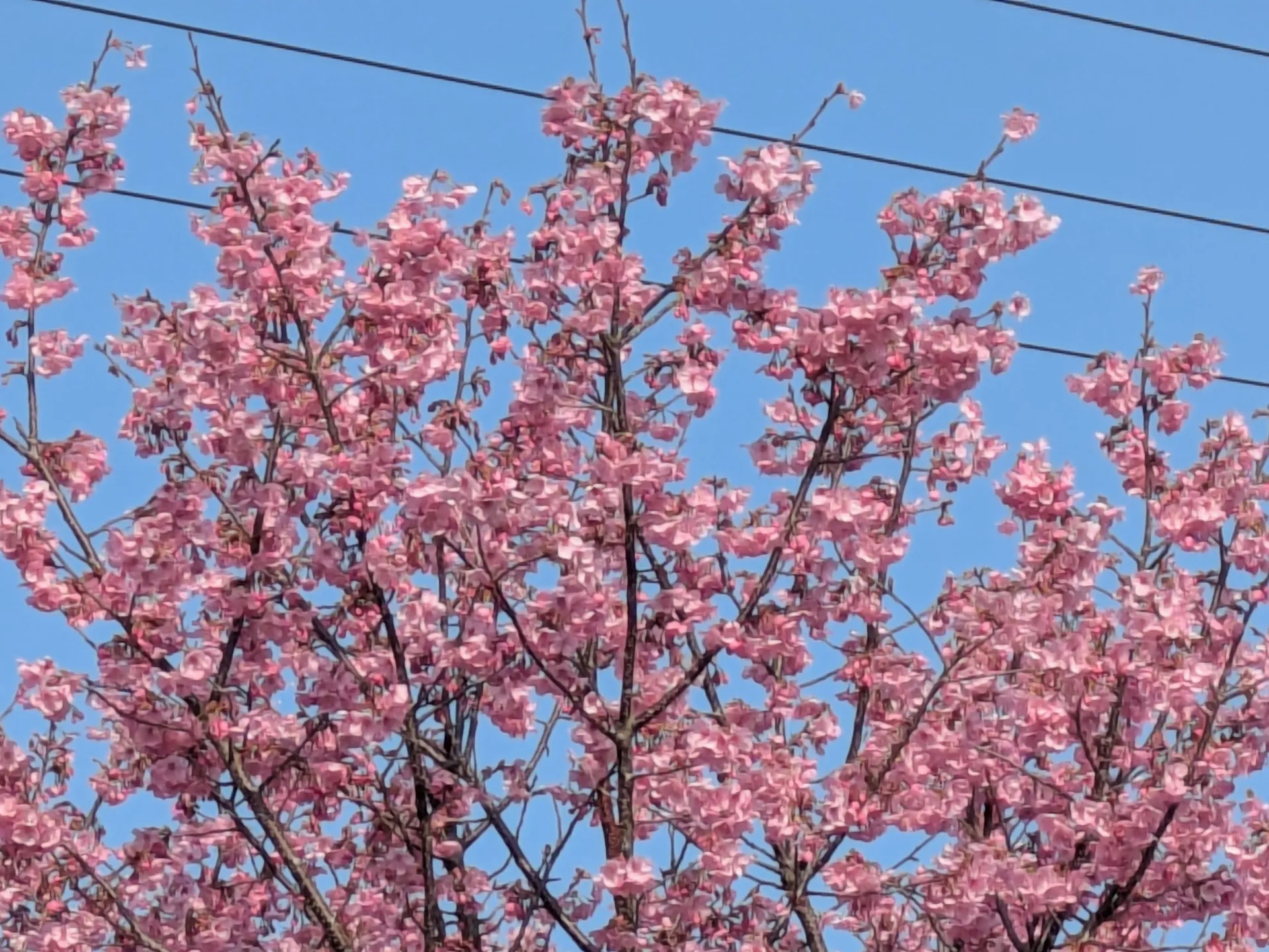 (高森)3月28日から桜まつりが始まりました✨💕南阿蘇ビジターセンターでは世界の街歩き展と復興ミニコンサートが土日に行われます✨今日は二胡の演奏と後藤亮子さんの弾き語りでした✨